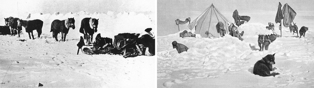Сибирские лошадки экспедиции Скотта и эскимосские лайки Амундсена. Фото: https://ru.wikipedia.org