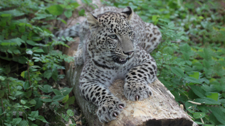 Фото предоставлено Центром восстановления леопардов на Кавказе