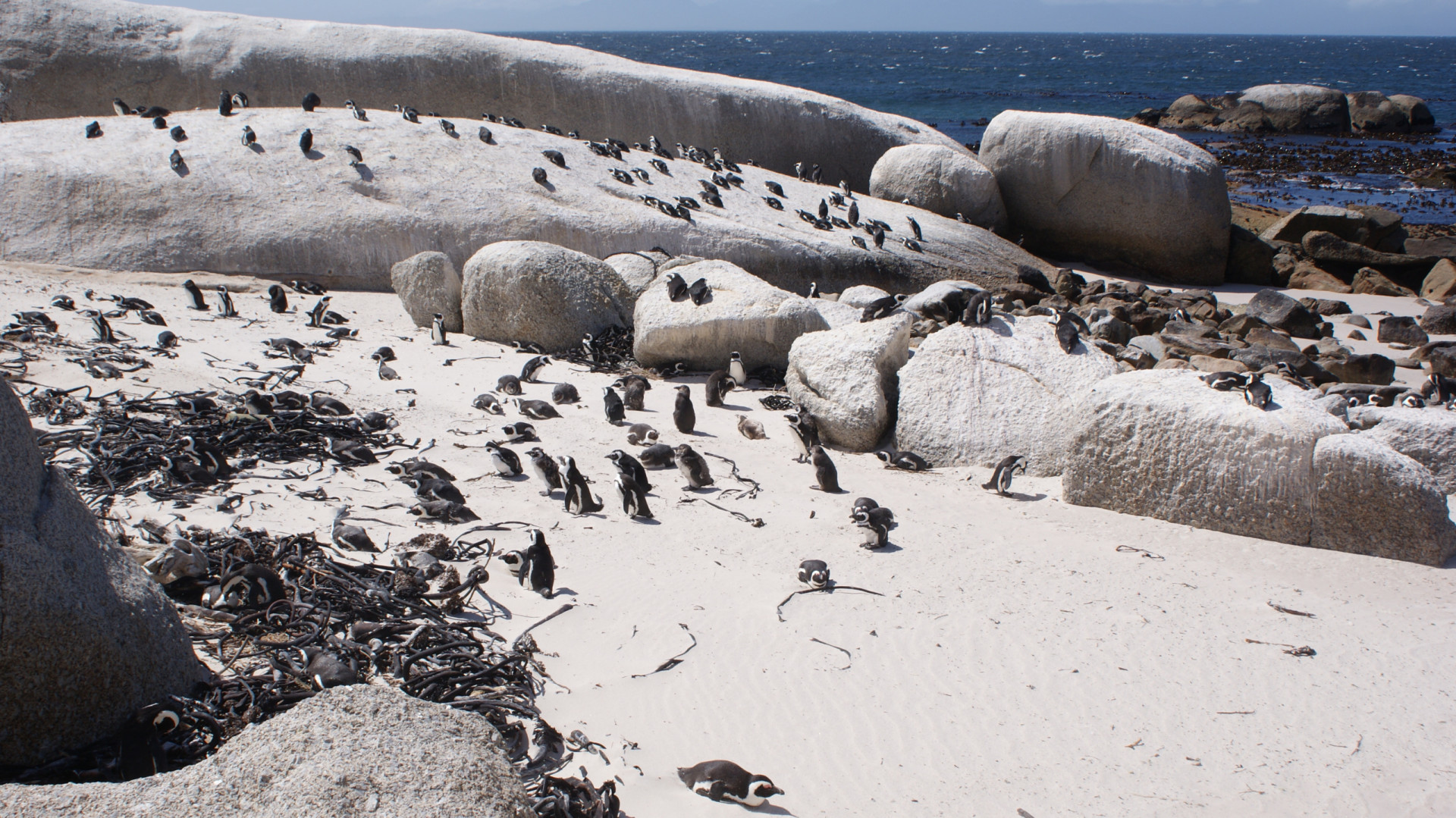 Пингвины – гости из Антарктиды