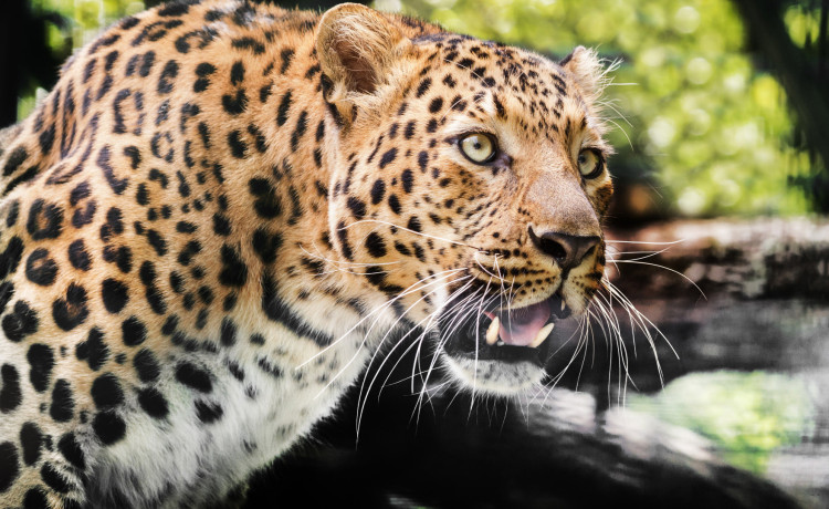 «Пустыни вечный гость — могучий барс»: как на Кавказ возвращают краснокнижных леопардов