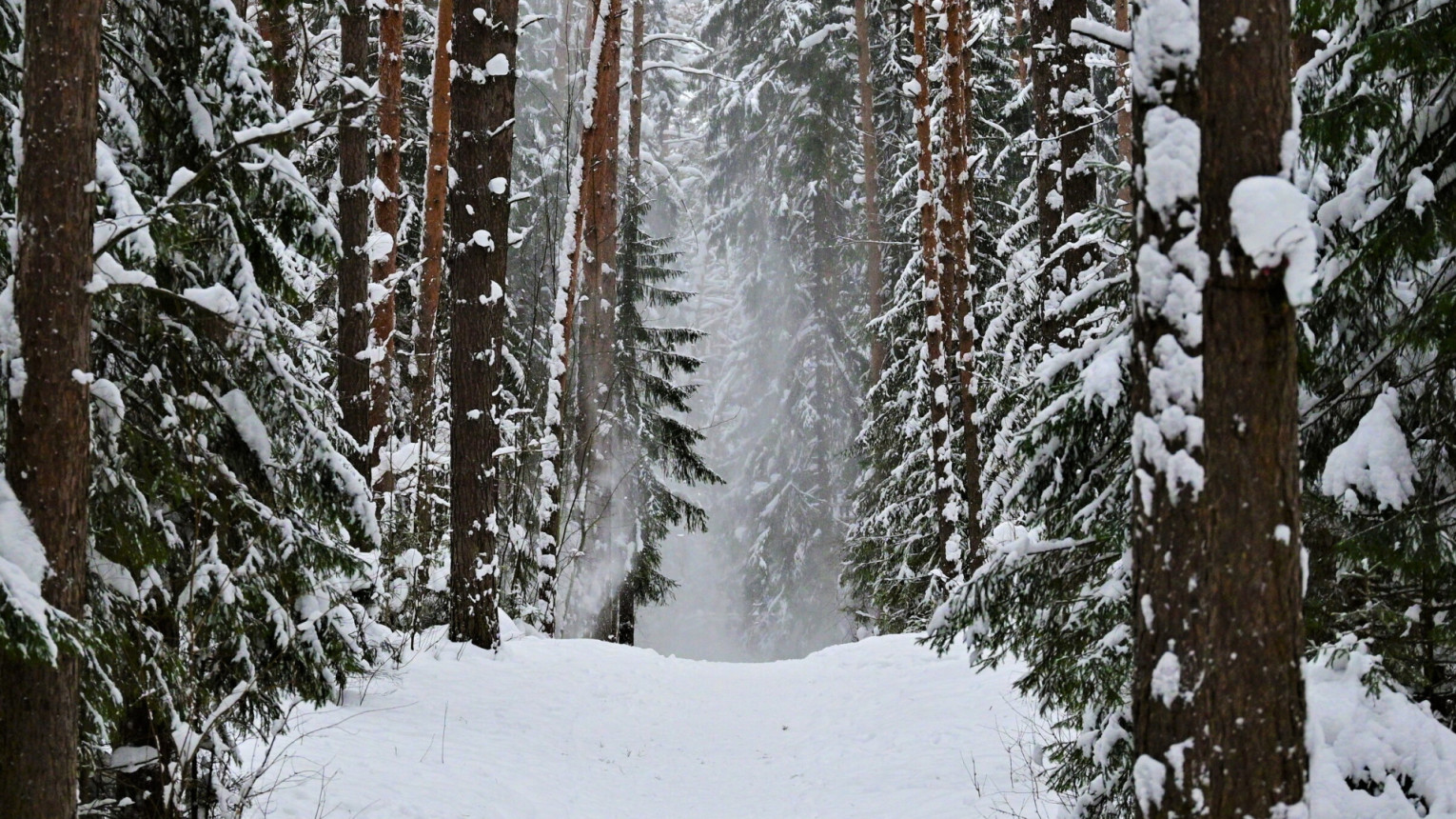 Снег в лесу. Фото: Сергей Зубов, участник конкурса РГО «Самая красивая страна»