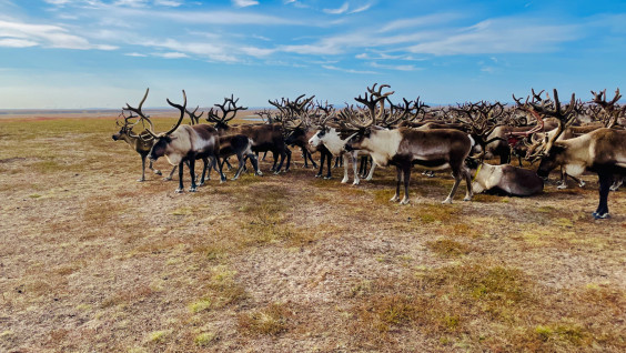 Большое таймырское летнее фотосафари "Затерянный мир Анабара: от оленя до тайменя"