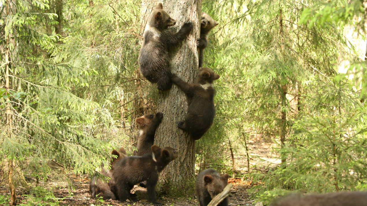 Важная тренировка. Фото: Центр выращивания медвежат-сирот