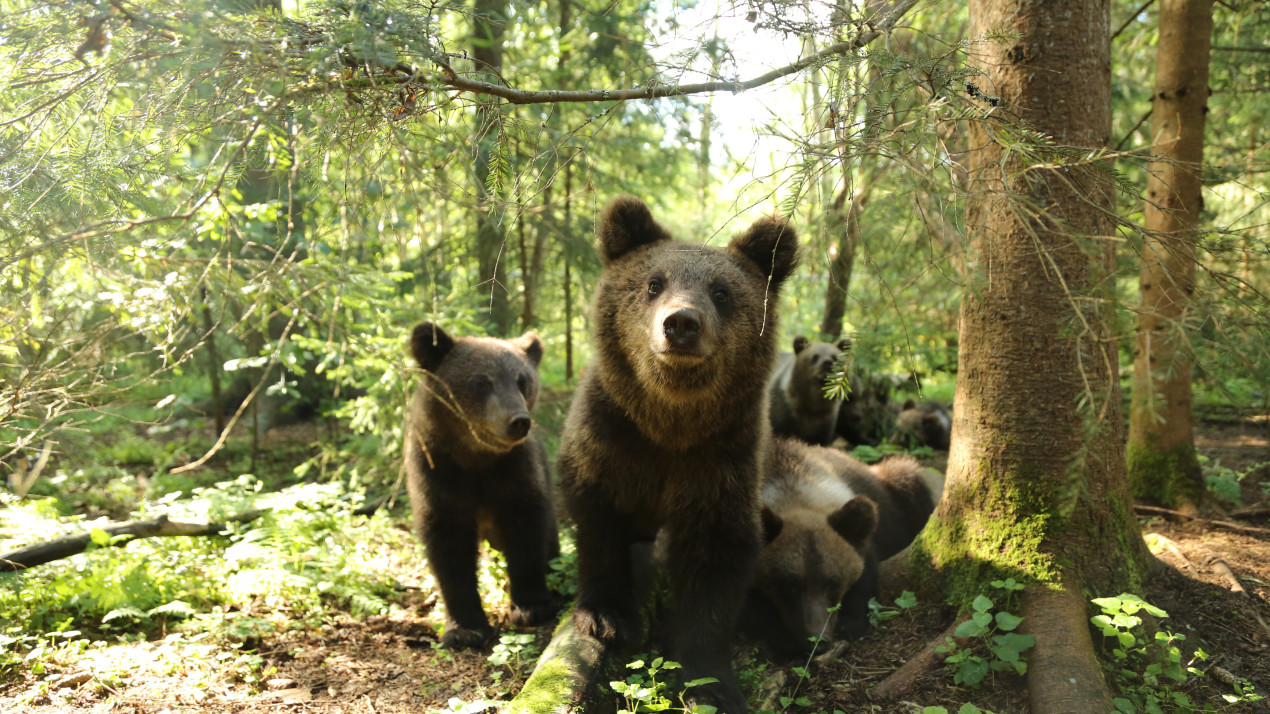 Мишуткины ясли. Фото: Центр выращивания медвежат-сирот