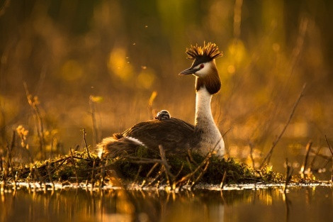 Photo by Dmitry Vilyunov