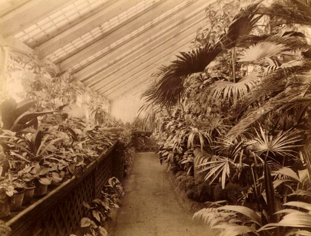 Внутренний вид тропического отдела оранжереи, Томск 1890 год. Фото предоставлено Томским отделением РГО