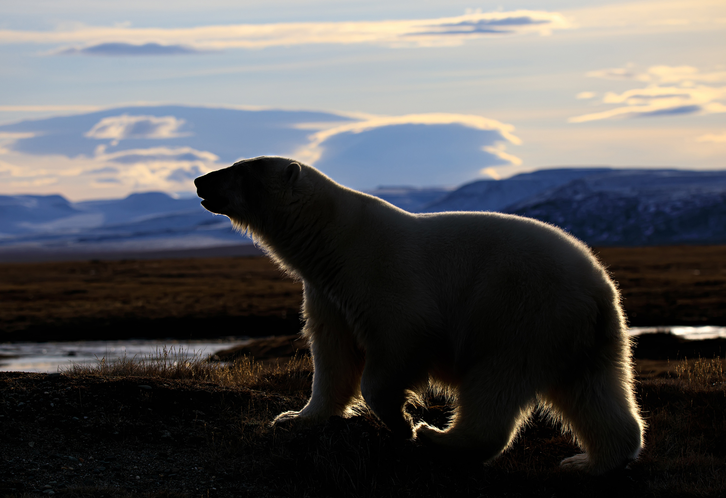 В безлёдный период медведю не так просто найти пропитание. Фото: Владимир Матс