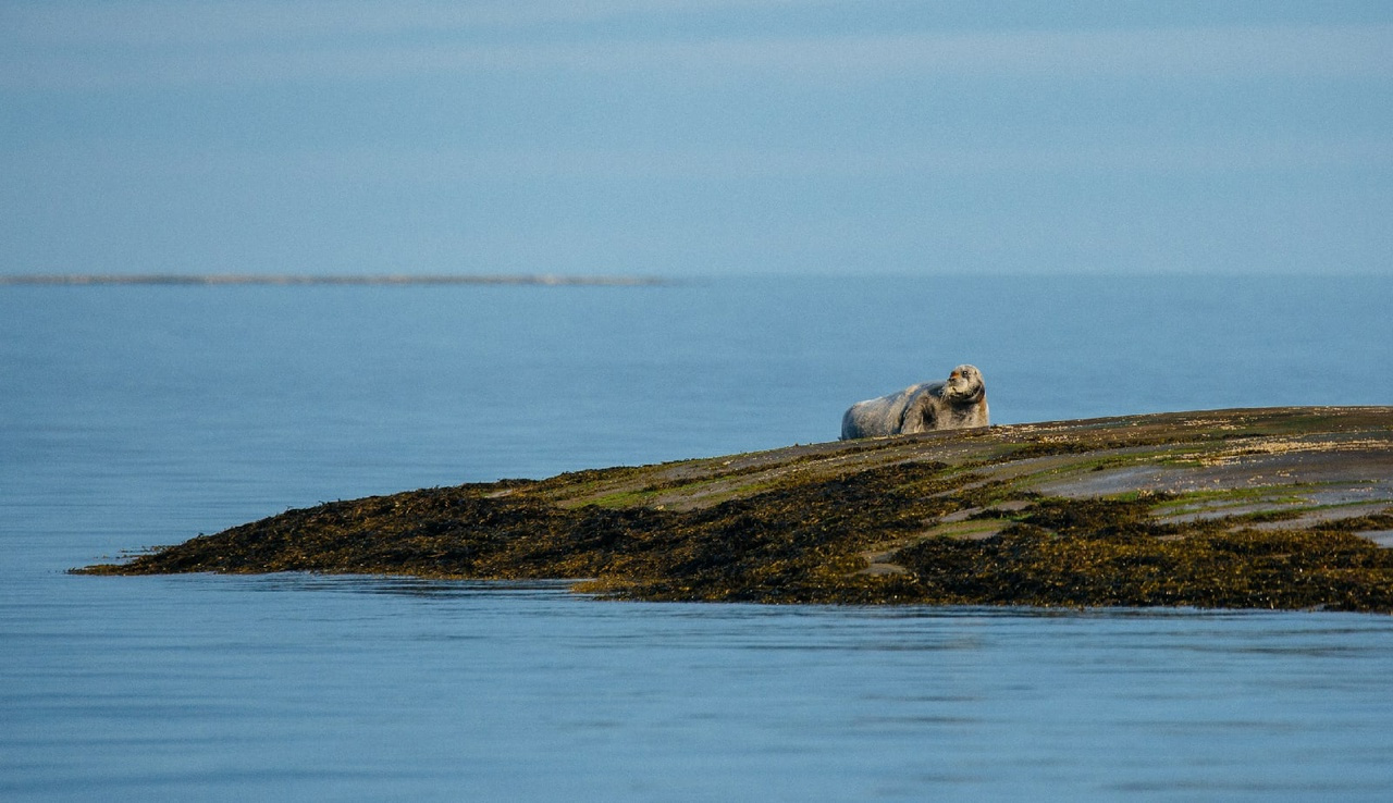 Тюлени любят греться на скалах. Фото предоставлено этнопарком 