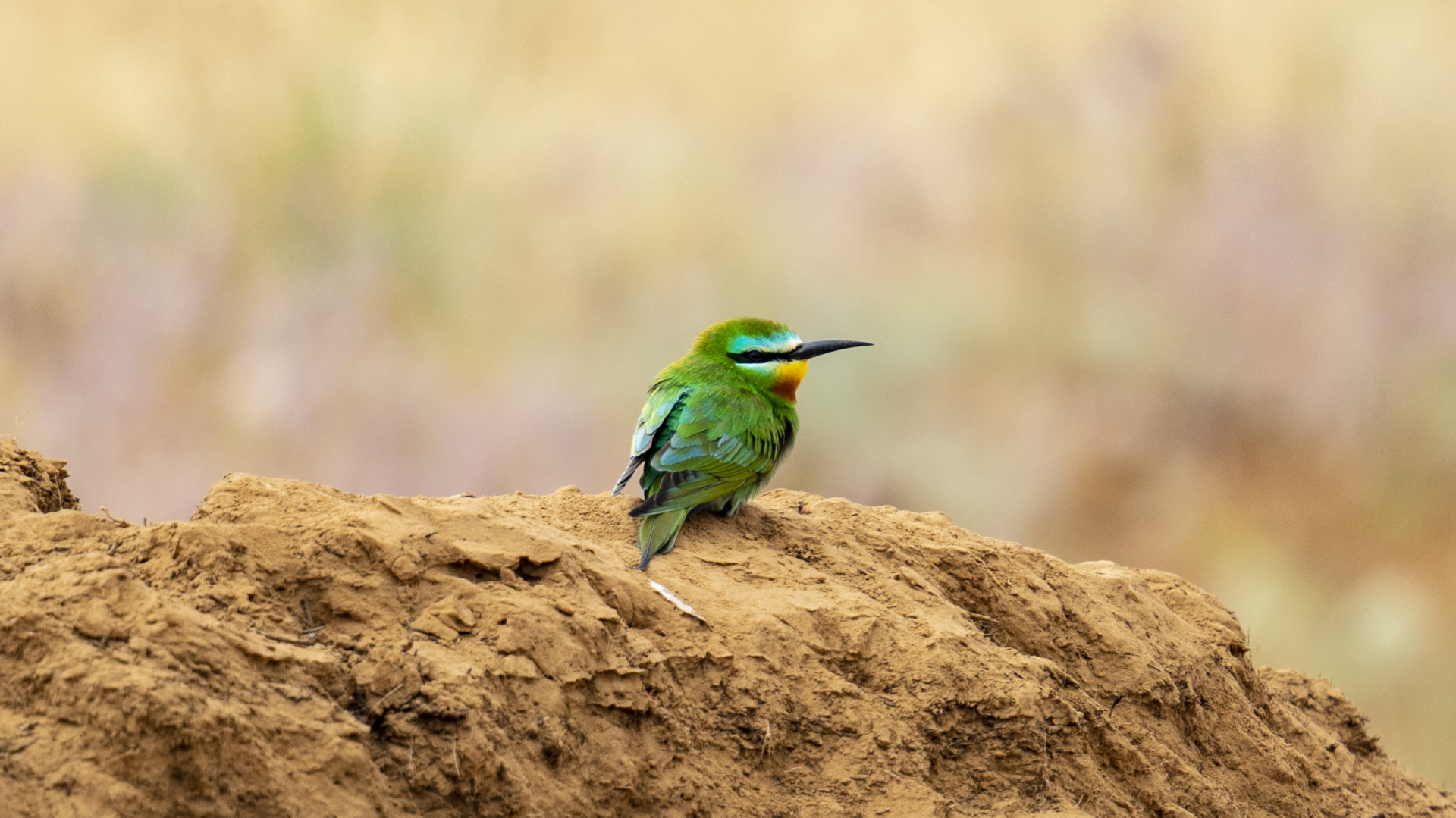 Зеленая щурка, заповедник «Черные земли». Фото: Маргарита Левченко, участник фотоконкурса РГО «Самая красивая страна»