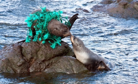 «Hello, mom». Autumn on the Commander Islands. A young sealskin cat hardly recognizes its mother, entangled in a scrap of fishing net. Photo by Dmitry Utkin