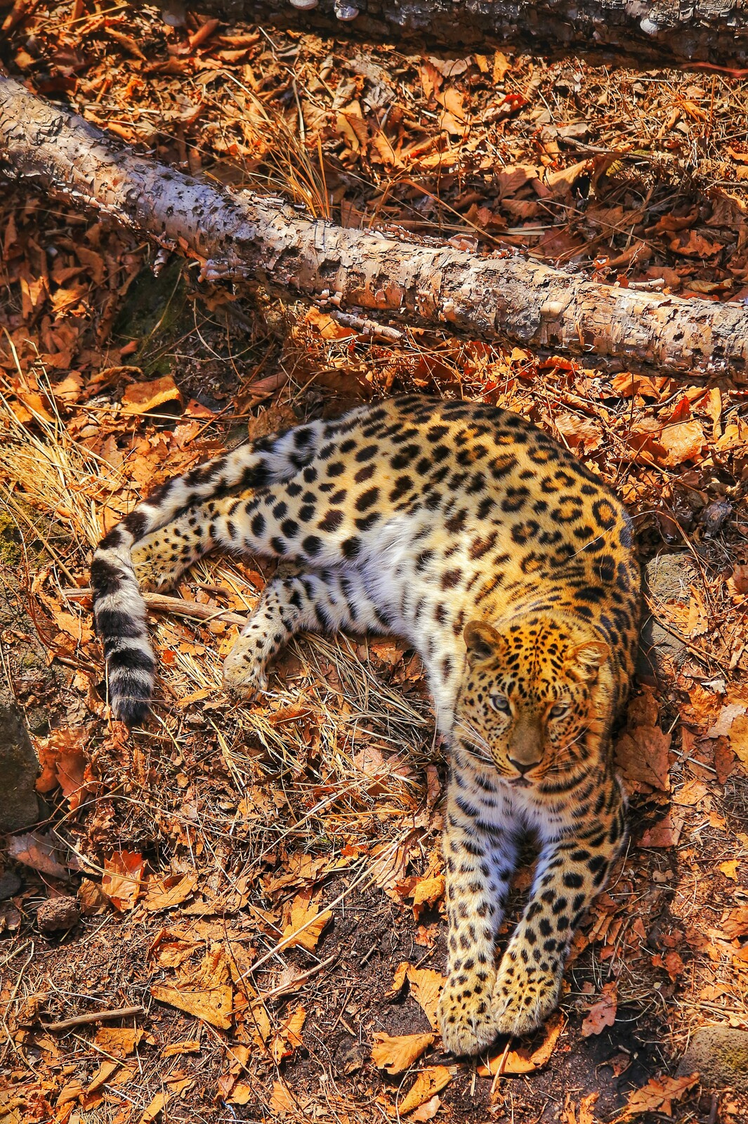 Дальневосточный леопард. Фото: Екатерина Цвиркунова, участник конкурса РГО 
