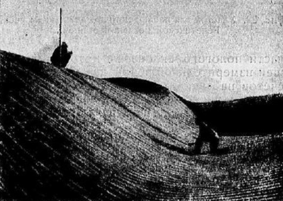 Измерение длины склона осыпания на песчаной станции. Изображение из книги «Проблемы растениеводческого освоения пустынь». Фото: rusneb.ru