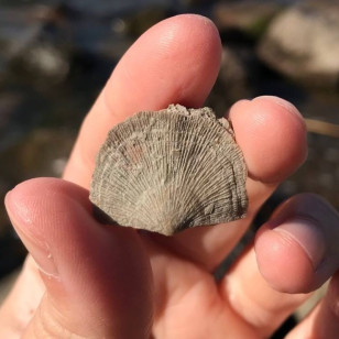 Брахиоподы