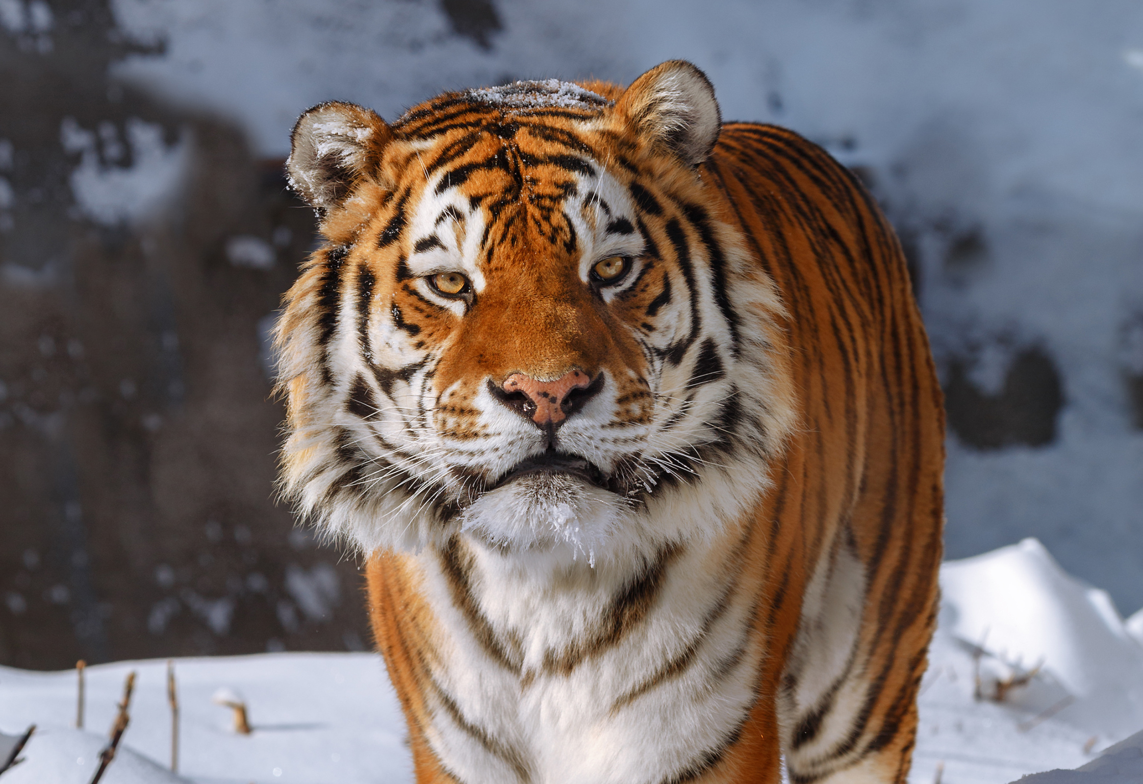 Тигры неплохо приспособились к суровому климату. Фото: Олег Богданов