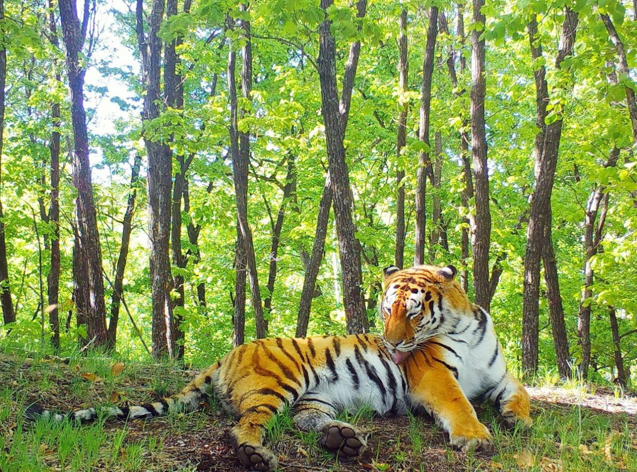 Amur tiger. Photo: Land of the Leopard National Park