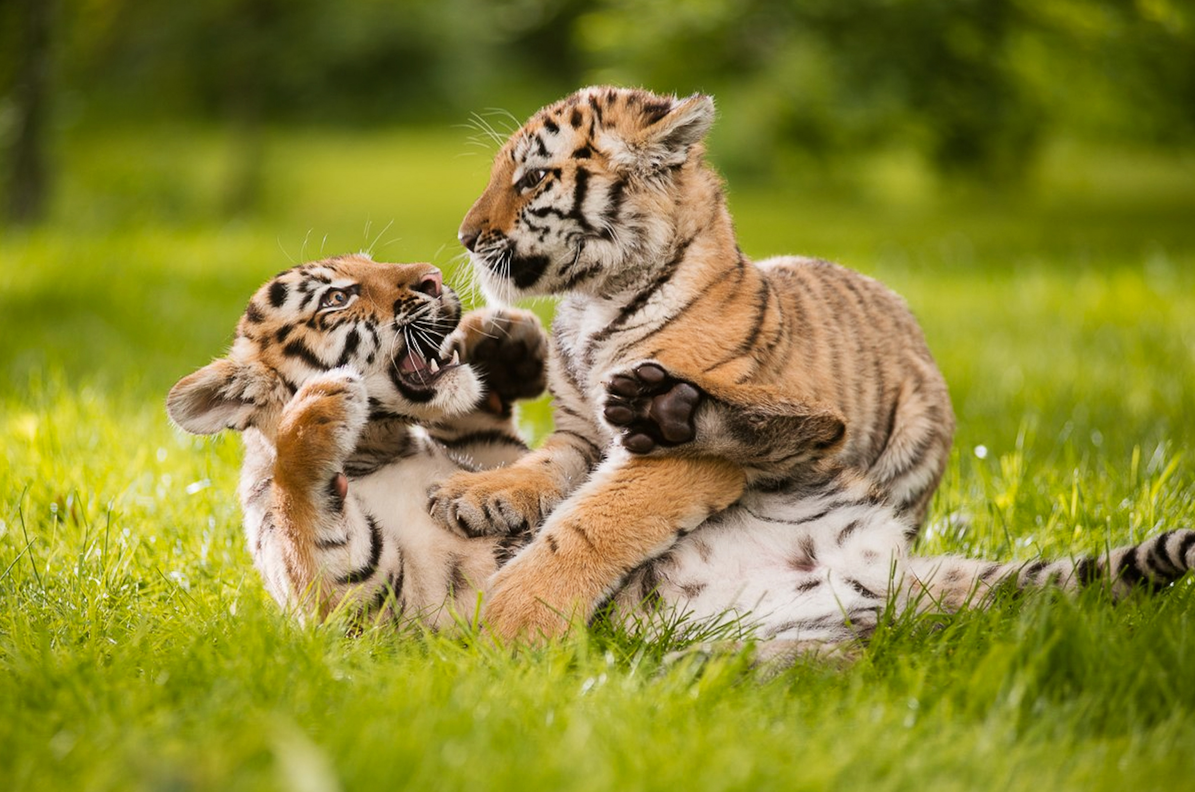 Амурские тигрята. Фото: Центр 