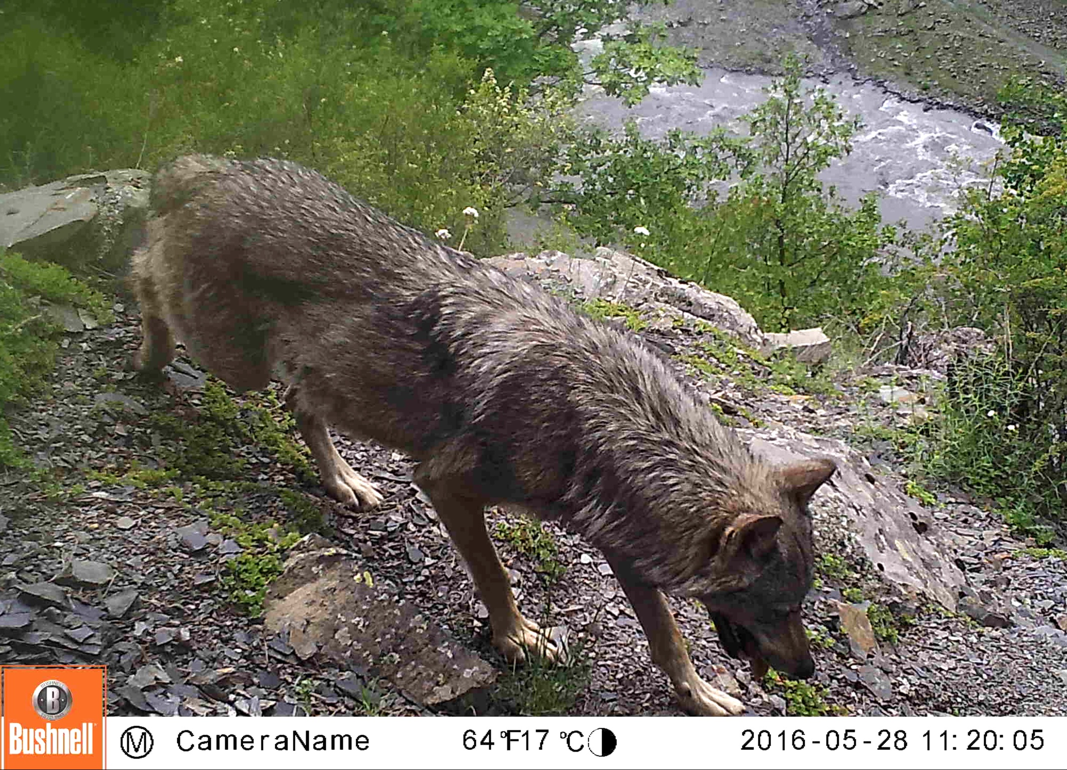Пока что в фотоловушке из опасных хищников только волк. Фото предоставлено Дагестанским республиканским отделением РГО