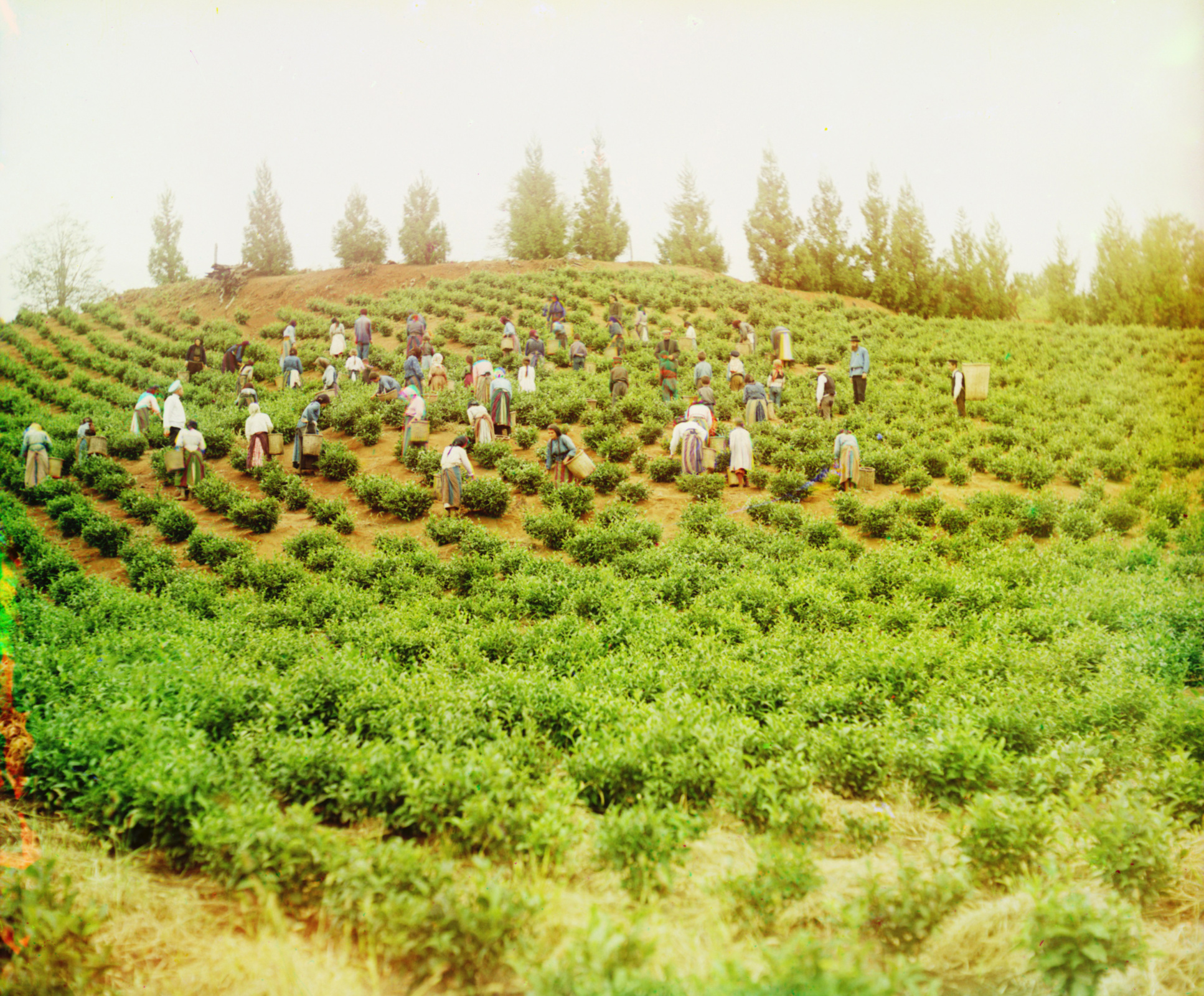 Чайные плантации в Чакве. Фото: wikipedia.org / Прокудин-Горский