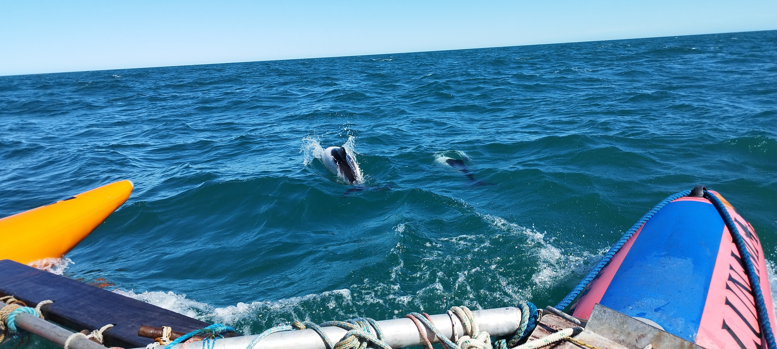 Дельфины сопровождают тримаран. Фото участников кругосветной экспедиции РГО