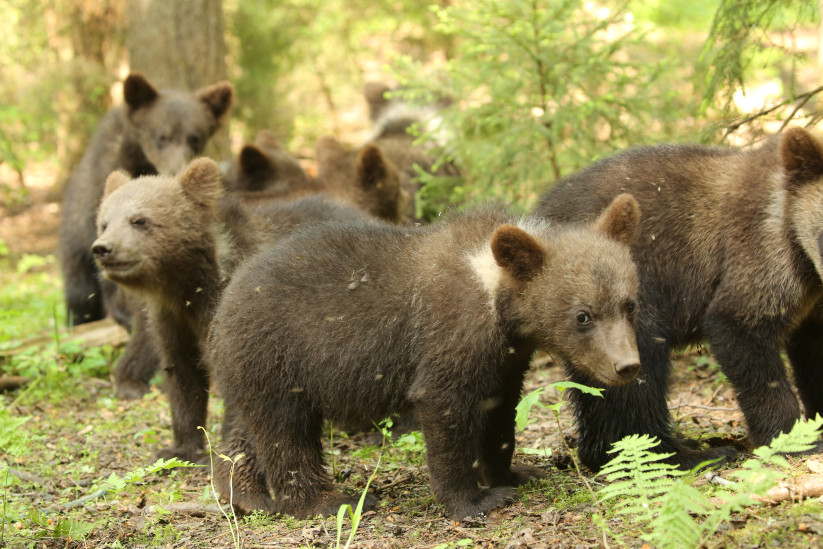 Медвежата-сироты. Фото: Центр выращивания медвежат-сирот