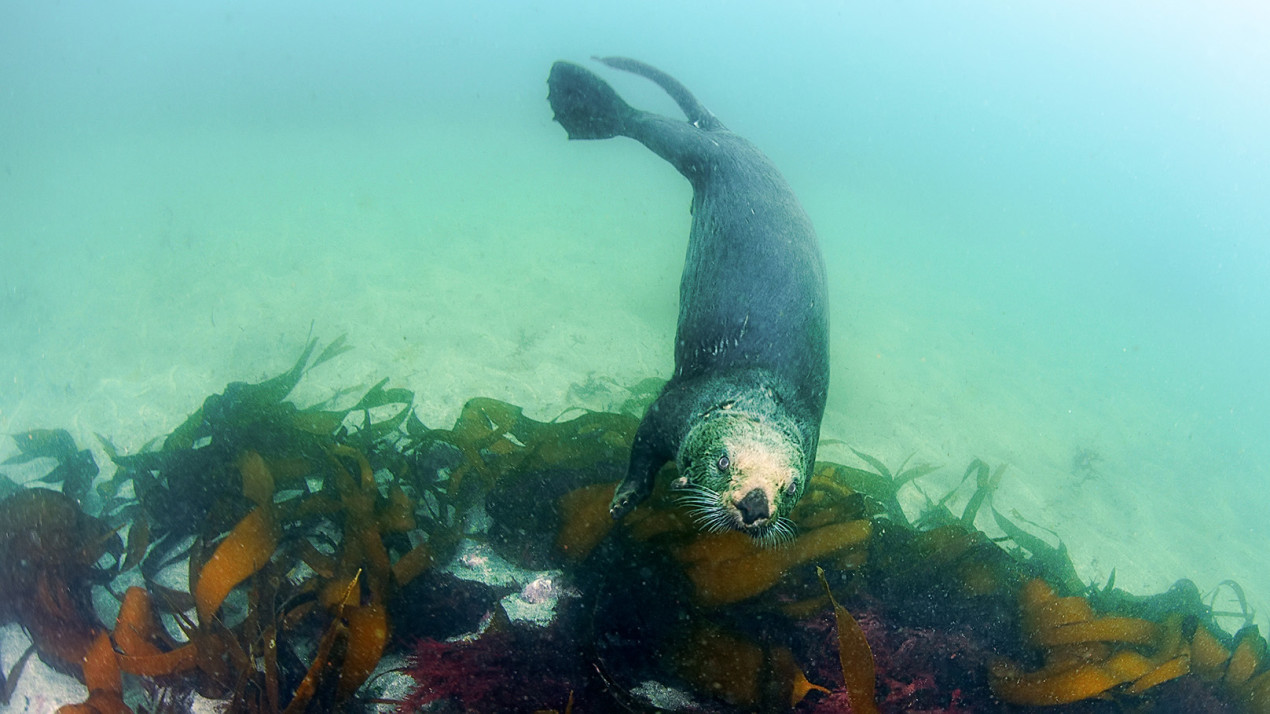 Заросли ламинарии. Фото: Андрей Сидоров, участник конкурса РГО «Самая красивая страна»