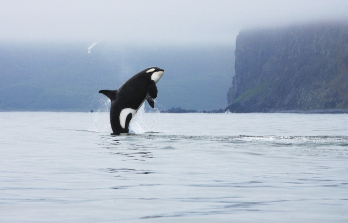 Косатка в Авачинском заливе Камчатки. Фото: Татьяна Ивкович