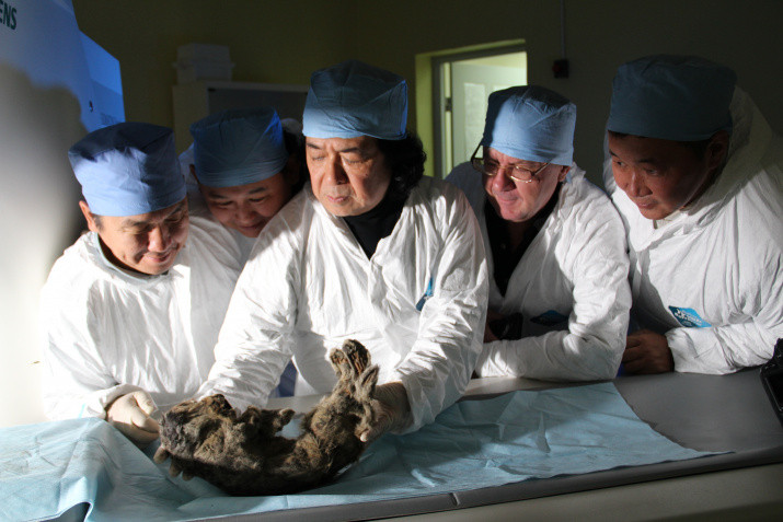 Исследования пещерного львенка Бориса. Фото предоставлено Академией наук Республики Саха (Якутия)