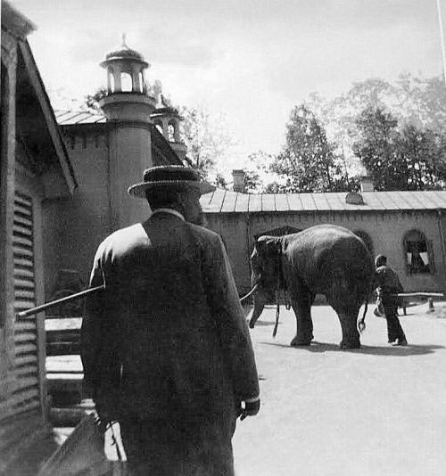В Царском Селе то и дело появлялись новые слоны: царский слоновник в 1892 году. Фото: энциклопедия Царского Села