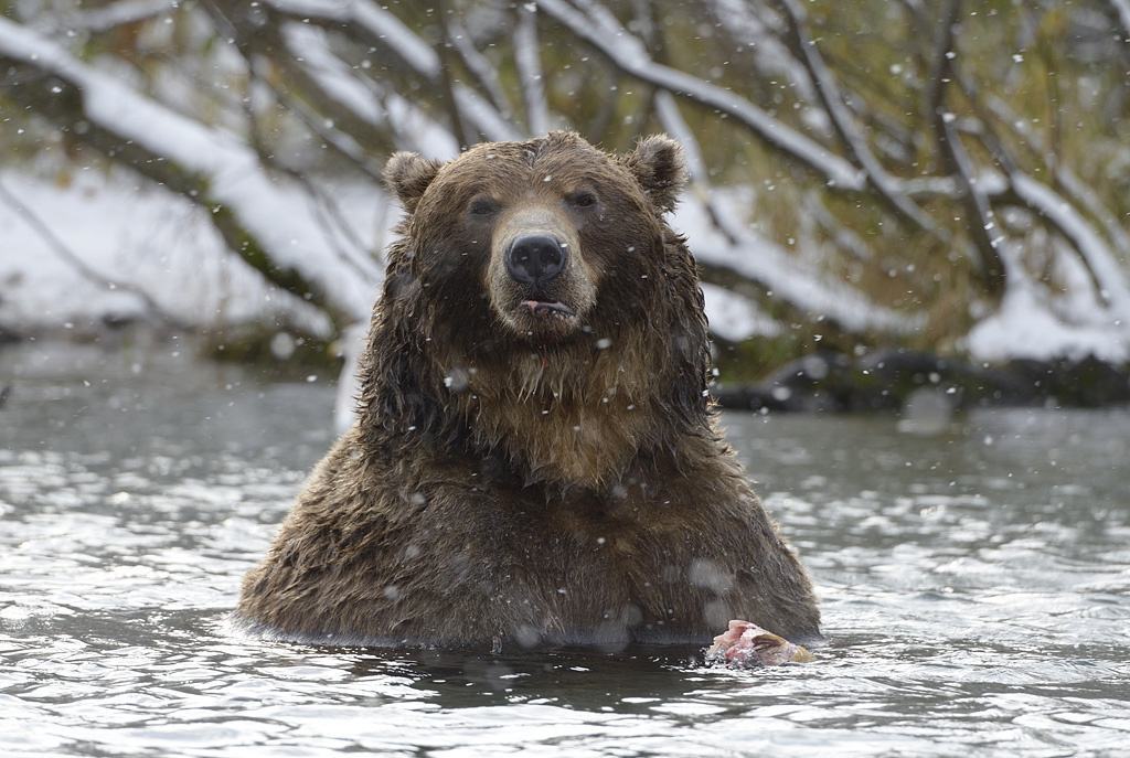 Медведь, Кроноцкий заповедник. Фото: Игорь Шпиленок