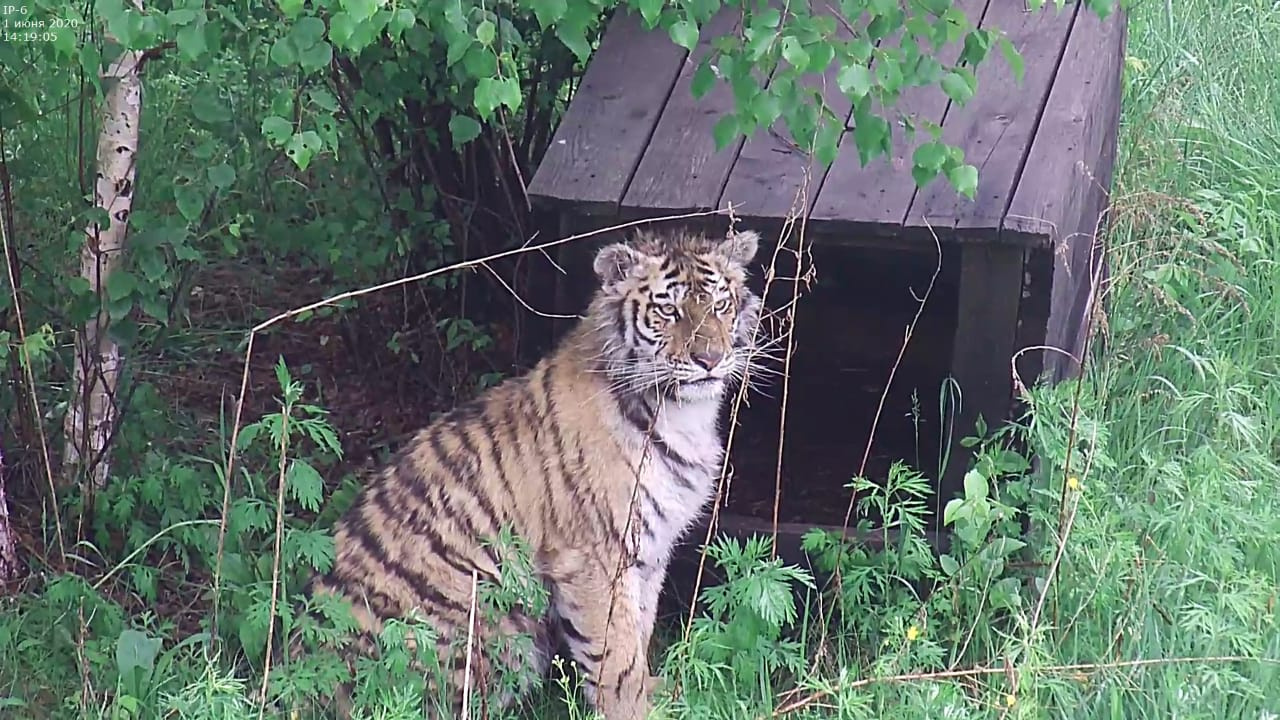 Фото с сайта amur-tiger.ru