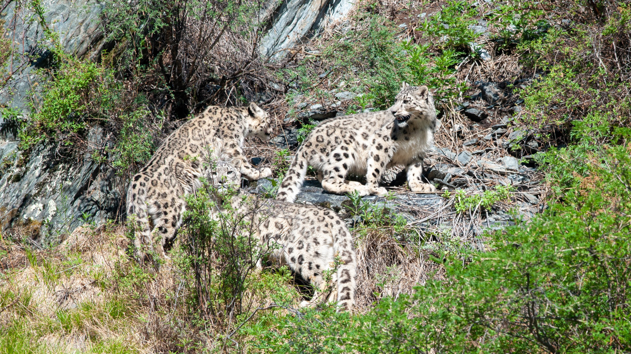 Семья ирбисов. Фото: Роман Афанасьев, участник конкурса РГО «Самая красивая страна»