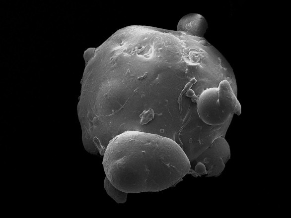 Фотография пластиковой микрогранулы. Фото: Wikipedia.org, University of Exeter from United Kingdom