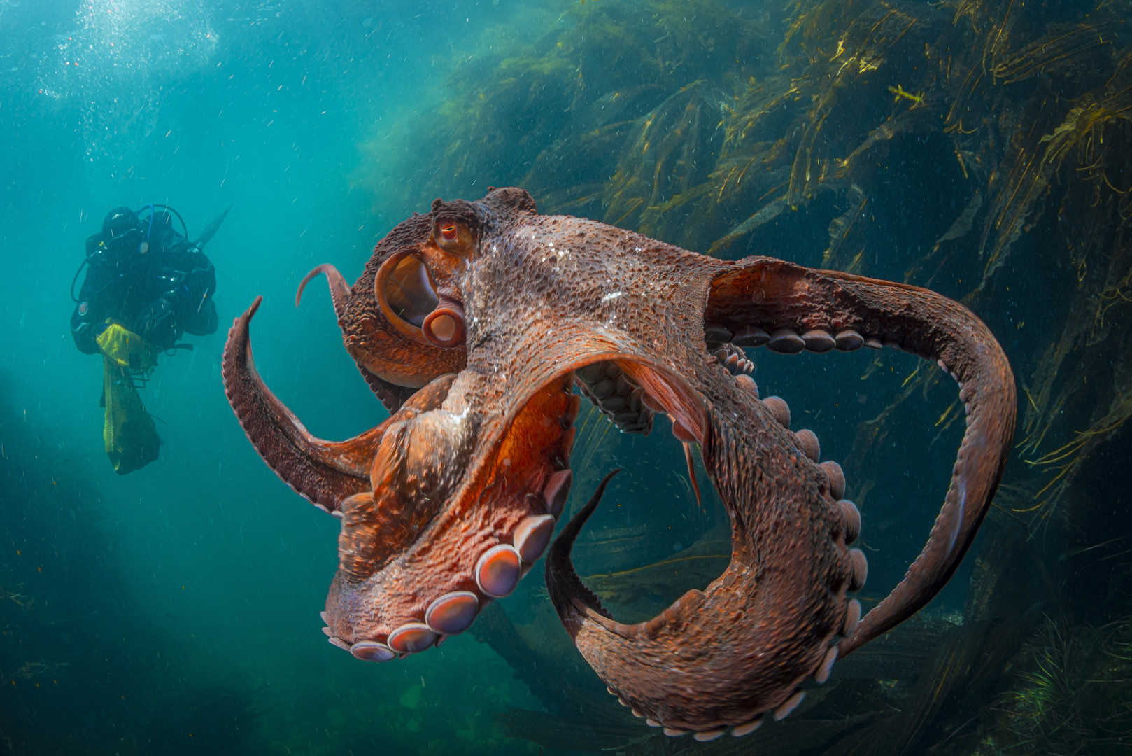 «Гигантский осьминог Дофлейна и дайвер». Фото: Андрей Шпатак. Работа из номинации «Дикие животные»