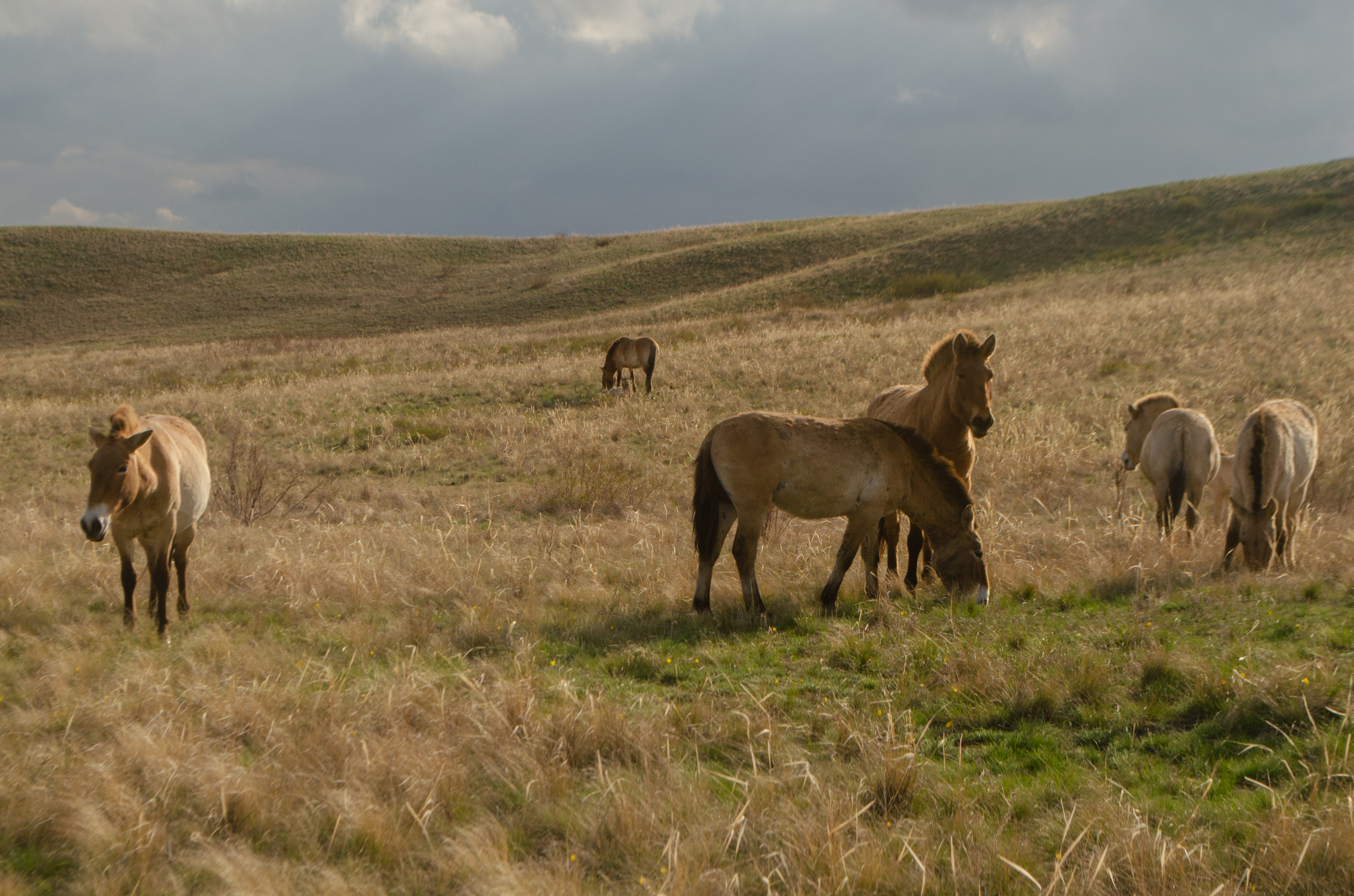 Сотрудники Центра реинтродукции знают каждую лошадь в табуне. Фото: Ольга Ладыгина