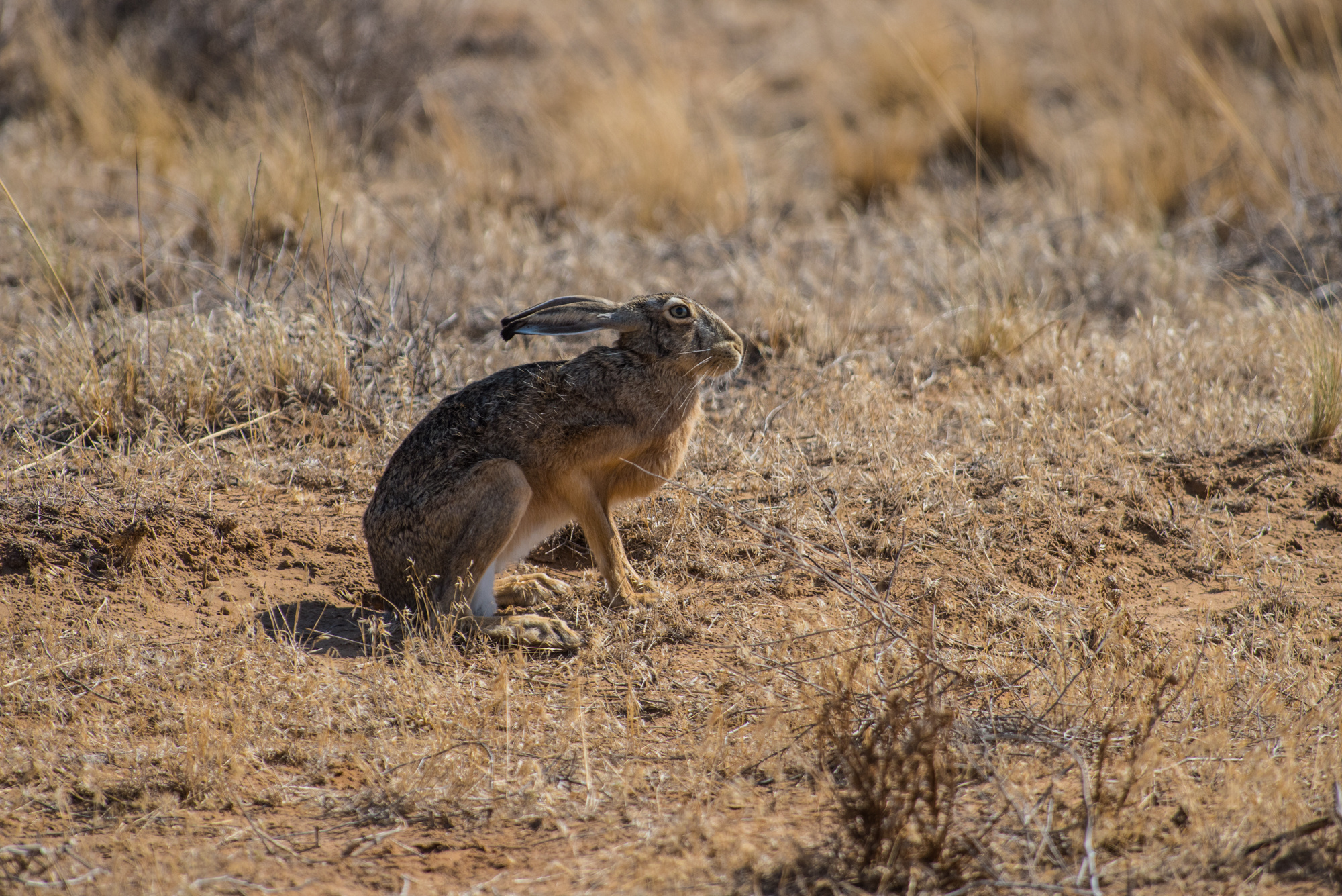 Любопытный заяц; автор фото: Владимир Паньков