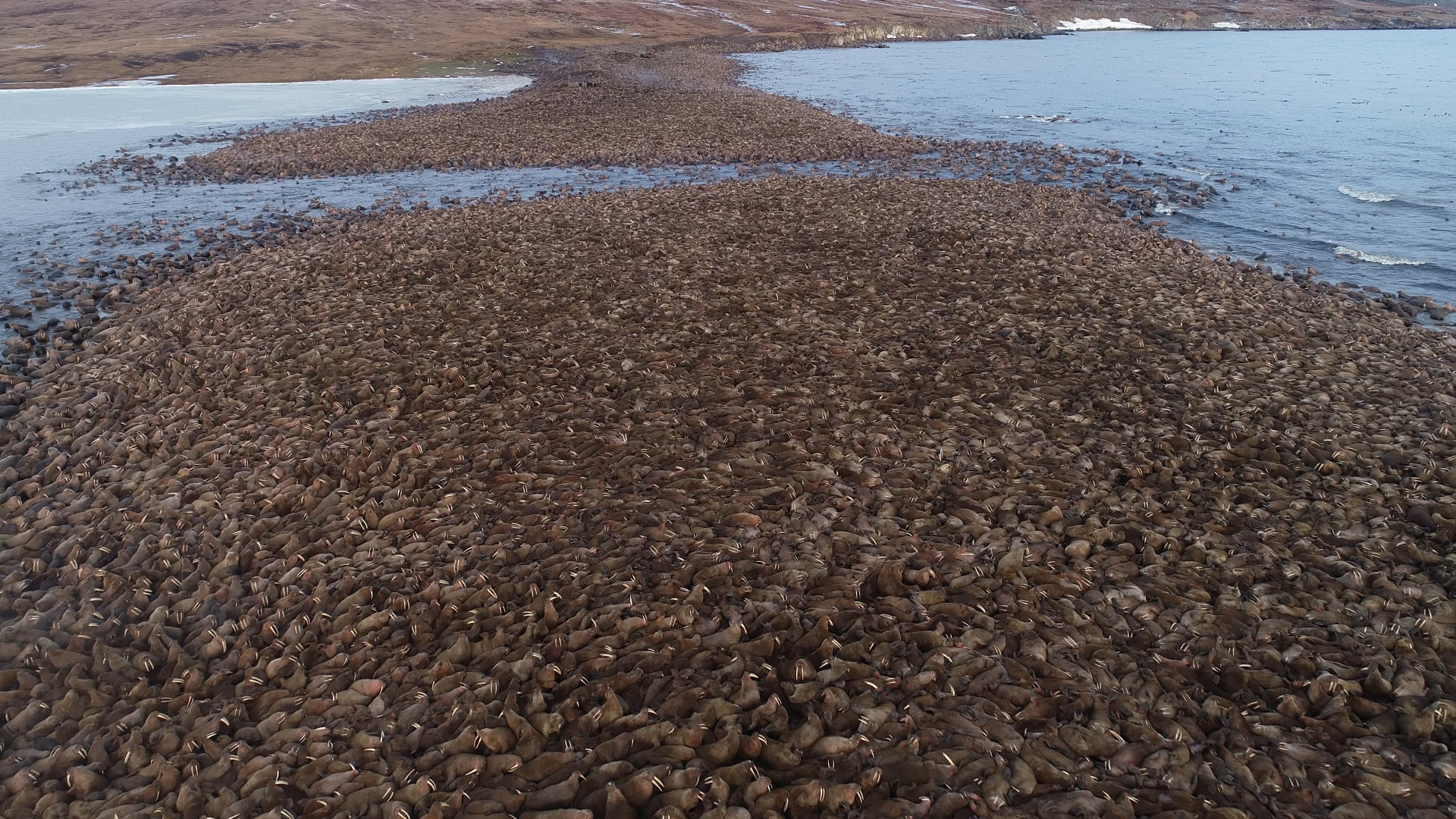 Скопление моржей. Фото: Леонид Круглов