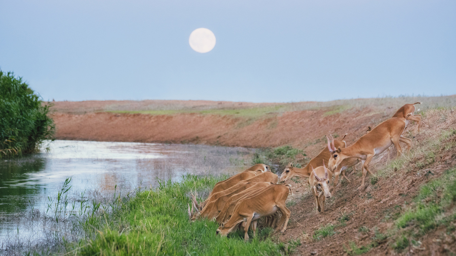 "Saigas at a Watering Hole During a Drought." Chernye Zemli Nature Reserve, Republic of Kalmykia. Photo: Nikolai Denisov, participant in the RGS’s photo contest "The Most Beautiful Country"