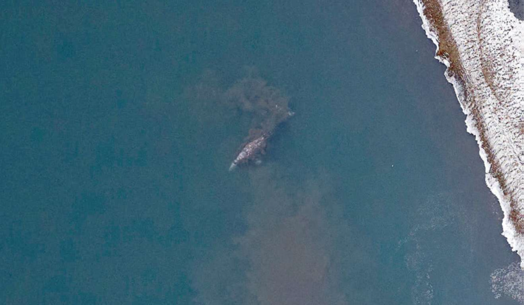 Серый кит у бухты Роджерс. Фото: АНО 