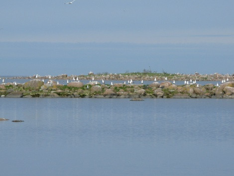 Birds on the island of Kokor