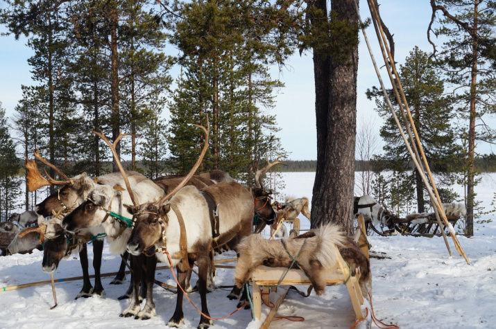 По количеству домашних северных оленей Россия занимает первое место в мире. Фото предоставлено туроператором 