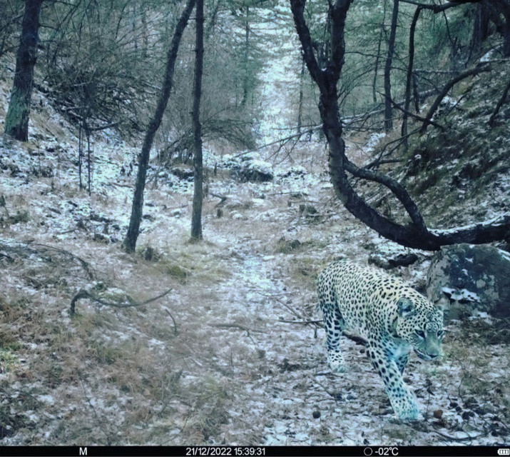 Леопард на горной тропе Хунзахского природного парка в декабре 2022 года. Фото: Минприроды Республики Дагестан / Г. З. Курамагомедов