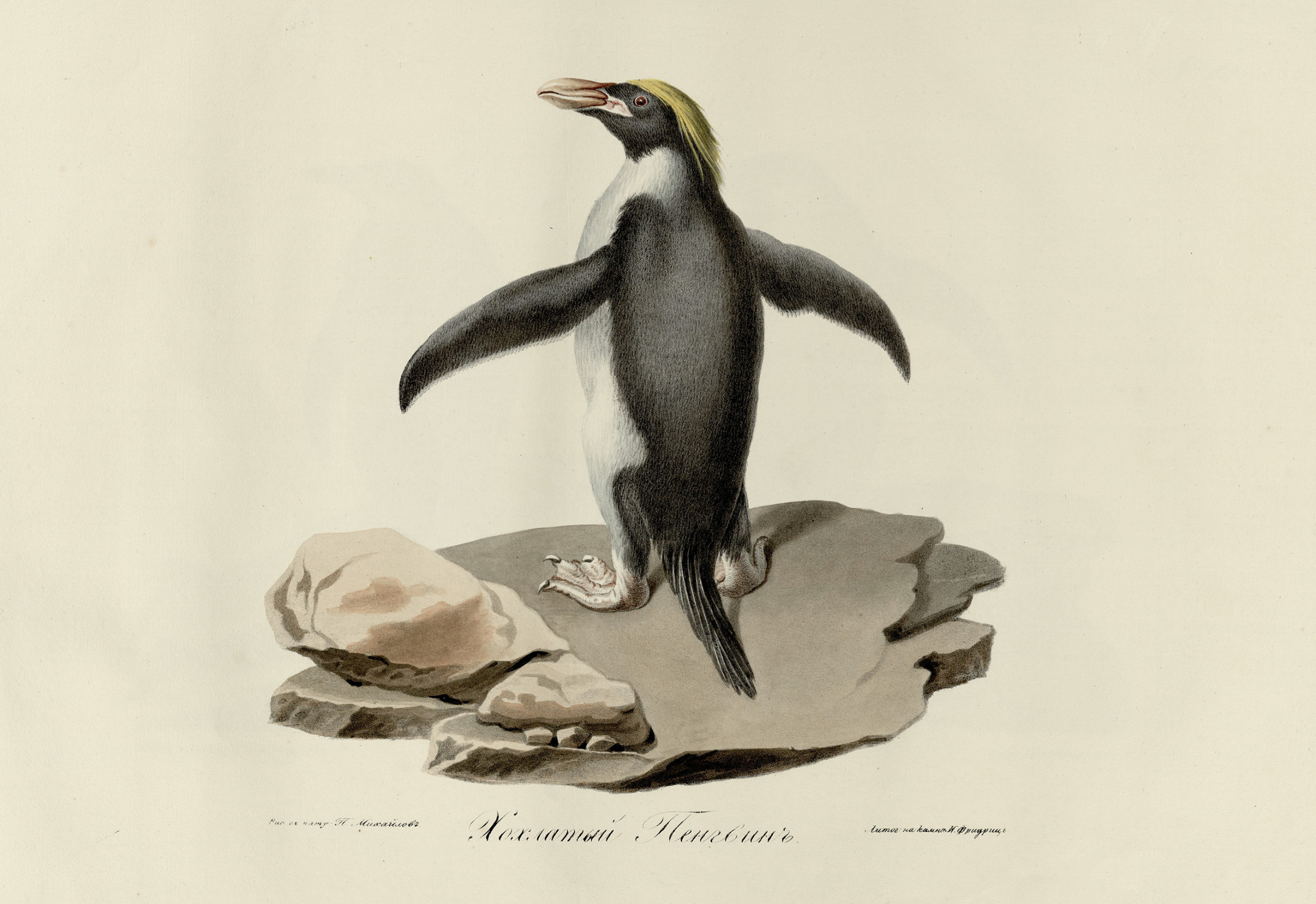 Хохлатый пингвин. Акварель Павла Михайлова. 1819 г. Иллюстрация из издания 