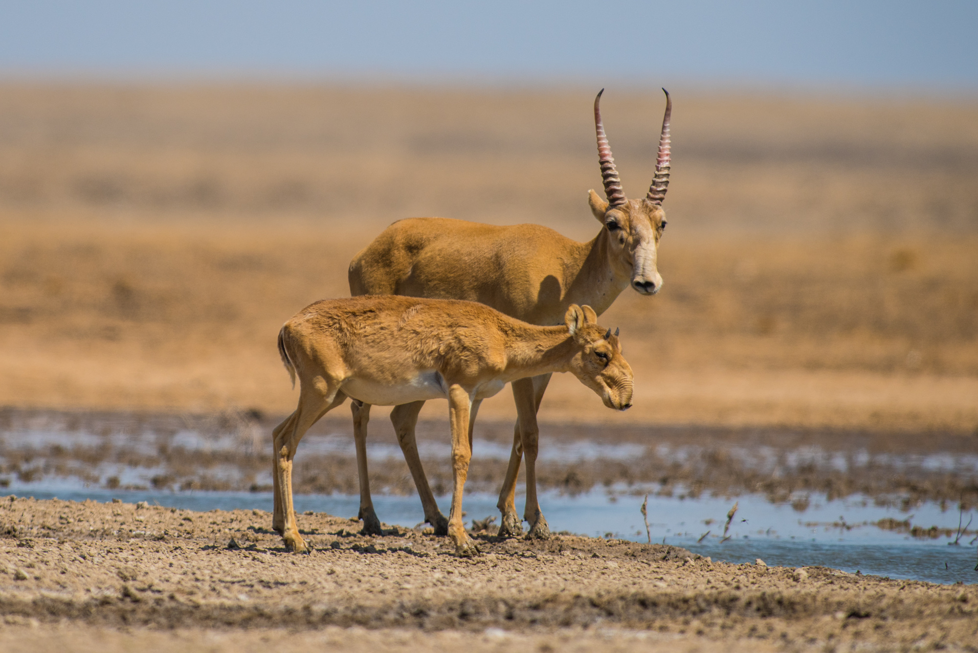 Сайгаки; автор фото: Владимир Паньков