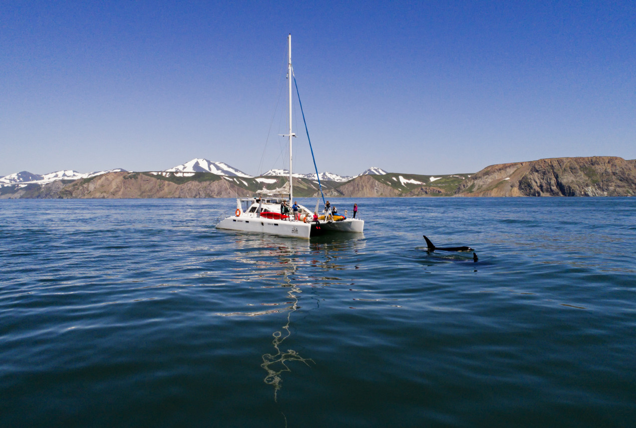 Косатки в Авачинском заливе. Фото: Юрий Смитюк, участник конкурса РГО 