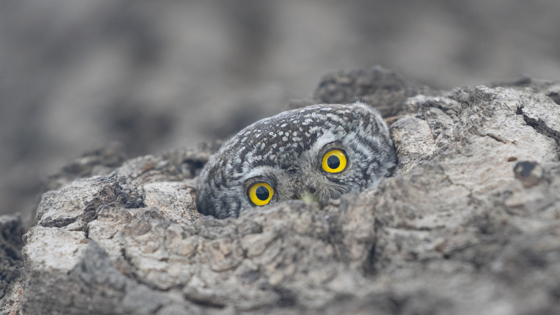 Дерево смотрит на тебя. Фото: Наталья Приваленко, участник фотоконкурса РГО «Самая красивая страна»