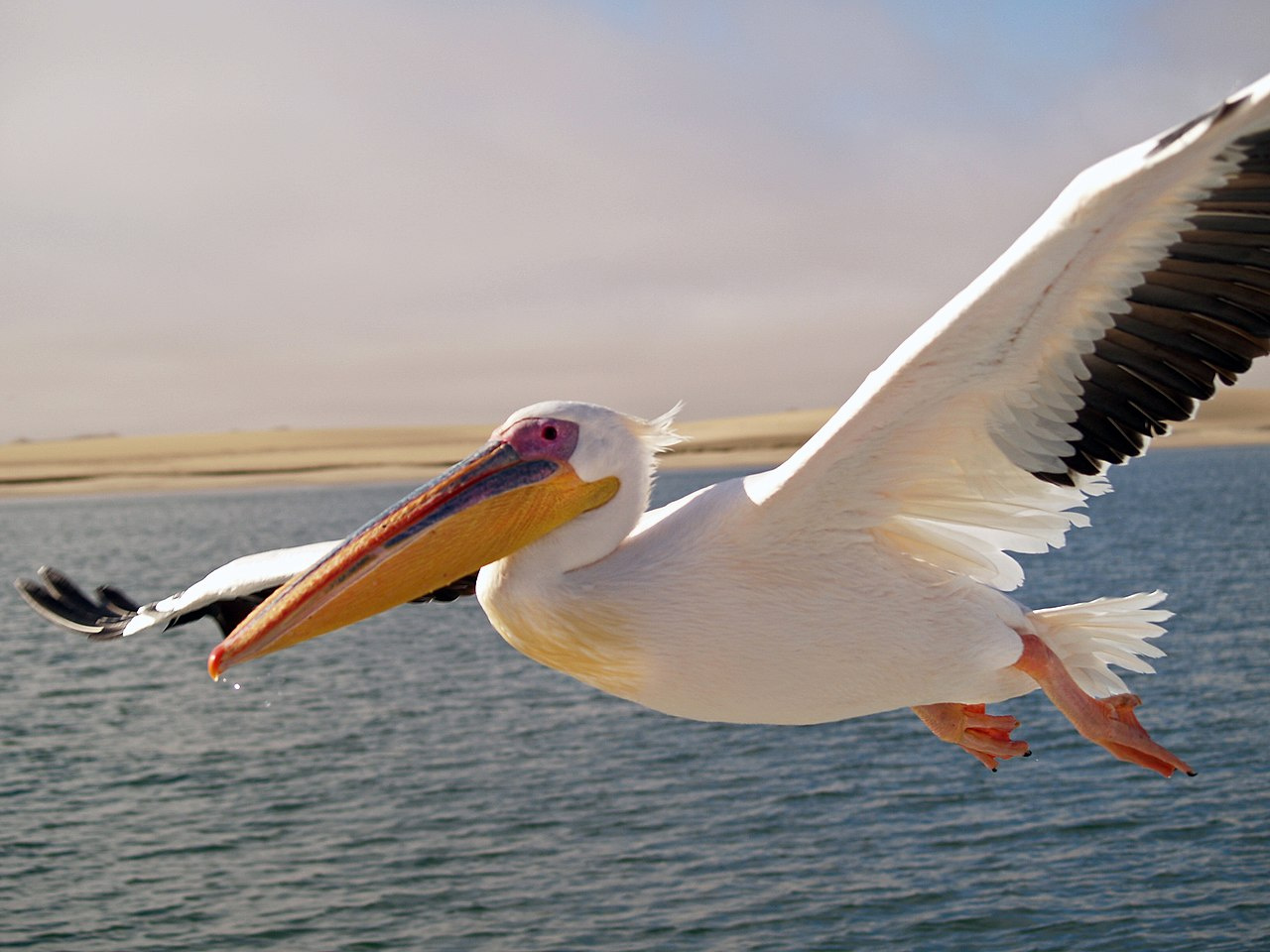 Розовый пеликан в полёте. Фото: wikipedia.org