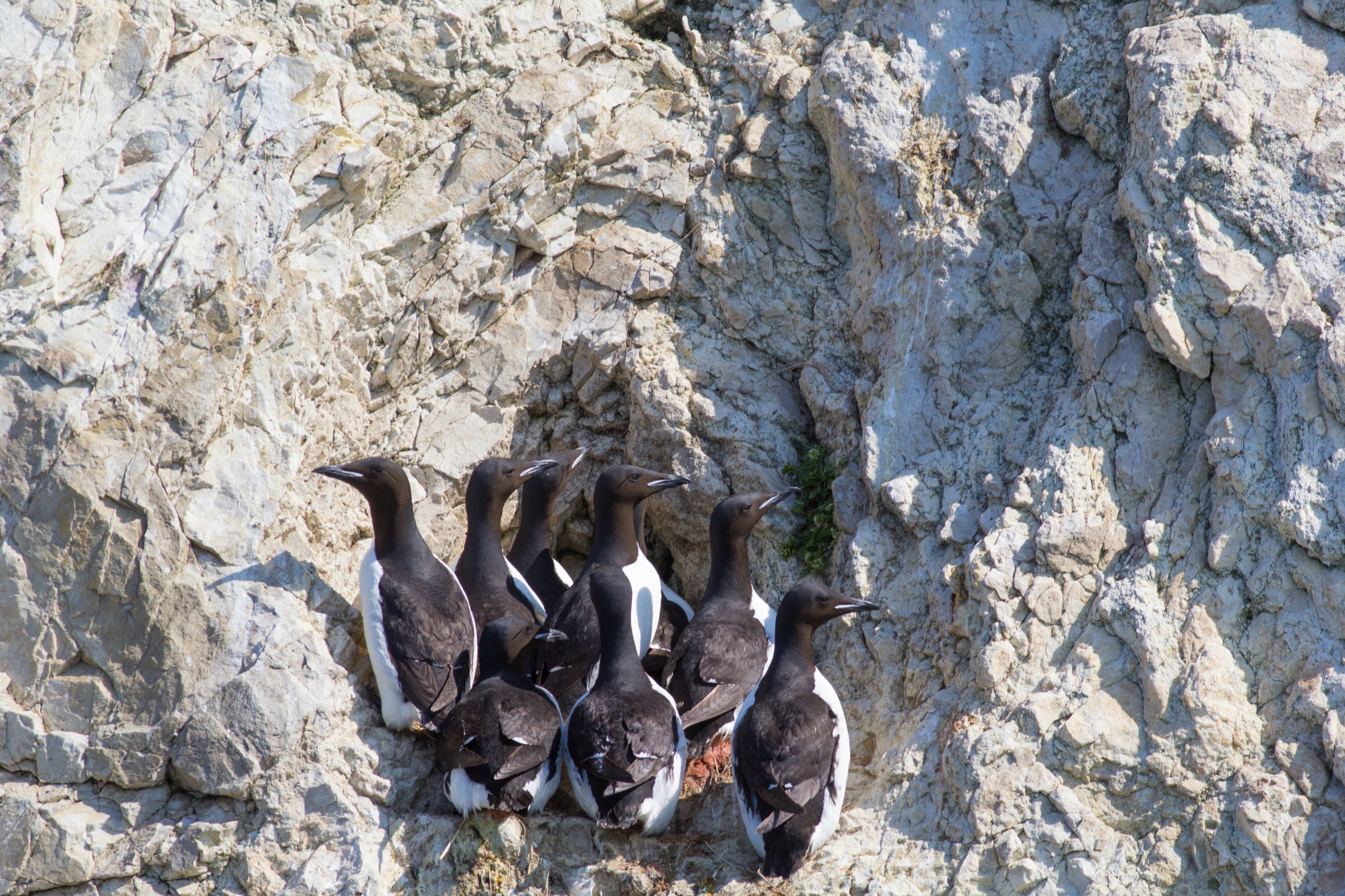 Маршруты миграций большинства арктических птиц проходят через территорию нацпарка. Кайры на птичьем базаре. Фото: Максим Антипин / Нацпарк 