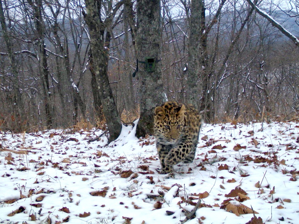 Котенок мамы Leo 63F. Фото предоставлено ФГБУ \