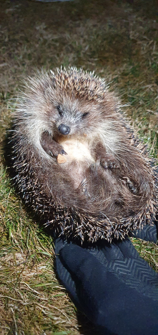 A representative of the local fauna. Photo: SSC RAS