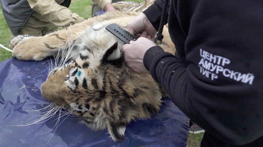 На Санду надевают ошейник. Фото: Центр 